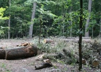 Pădurile Focșaniului, lăsate pradă nepotismului. Cazul familiei Duță, obedientă baronului Marian Oprișan