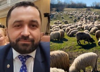Partenerul de balamuc parlamentar al Dianei Șoșoacă, deputatul Ciubuc, s-a ales cu probleme penale din pricina oilor. Procurorii îl cercetează sub aspectul săvârșirii infracțiunii de distrugere