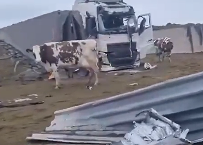 VIDEO. Războiul perfid al Moscovei în Ucraina. Forțele ruse bombardează și jefuiesc fermele agricole. Mii de animale și zeci de mii de tone de cereale au fost aruncate în aer. Specialiștii analizează această strategie cu efecte globale