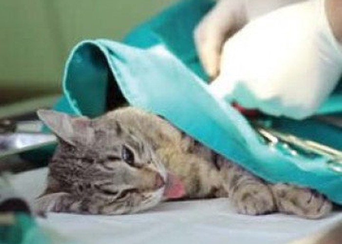 Botox și lifting facial pentru câini și pisici! Ultima fiță a camarilei ayatollahilor criminali: operațiile estetice pentru animalele de companie, la mare căutare în sărăcăciosul Iran 