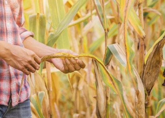 Producția agricolă a Europei riscă să se PRĂBUȘEASCĂ fără muncitorii români! Pandemia COVID-19 și criza lucrătorilor sezonieri 