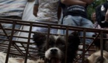 Deși China se luptă să oprească începerea valului II COVID-19, chinezii se îngrămădesc la Târgul din Yulin, unde se consumă carne de câine