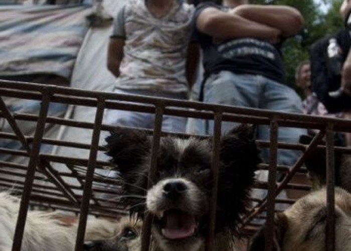 Deși China se luptă să oprească începerea valului II COVID-19, chinezii se îngrămădesc la Târgul din Yulin, unde se consumă carne de câine