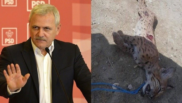 Puiul de râs torturat și ucis cu bestialitate la Brașov: cum a ÎNGROPAT Liviu Dragnea Legea pentru protecția animalelor