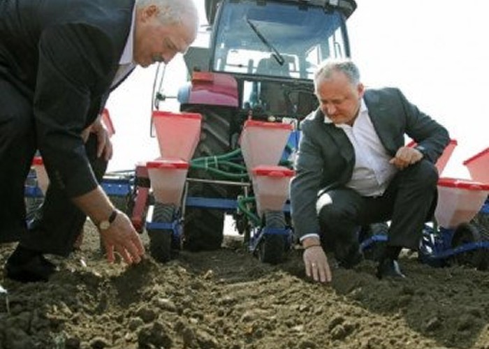 Bufonul rusofil Dodon continuă să-i facă pe basarabeni de rușinea Europei: l-a felicitat pe dictatorul Lukașenko, după ce acesta și-a terorizat contracandidata, i-a bătut pe protestatari și i-a arestat, la grămadă cu lideri ai opoziției 