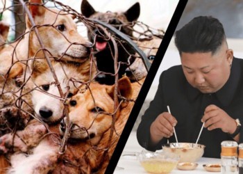 Criza alimentară din Coreea de Nord: Cetățenii de rând nu își mai pot permite nici măcar un bol de tocană de câine, în timp ce elita comunistă consumă cele mai exclusiviste mâncăruri din cel mai bun prieten al omului. Ce e dangogi-jang
