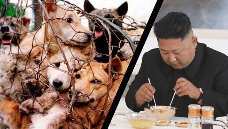 Criza alimentară din Coreea de Nord: Cetățenii de rând nu își mai pot permite nici măcar un bol de tocană de câine, în timp ce elita comunistă consumă cele mai exclusiviste mâncăruri din cel mai bun prieten al omului. Ce e dangogi-jang