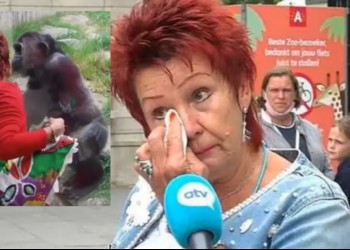 VIDEO. Povestea de amor dintre un tânăr cimpanzeu și o pensionară din Belgia a fost brutal curmată de angajații de la zoo, după patru ani de „relație”. Aceștia spun că maimuța era respinsă de grupul său de primate pentru că interacționa prea intim cu oamenii