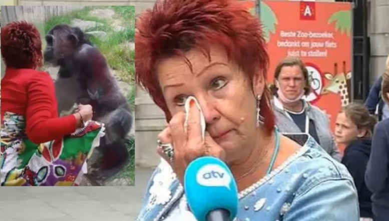 VIDEO. Povestea de amor dintre un tânăr cimpanzeu și o pensionară din Belgia a fost brutal curmată de angajații de la zoo, după patru ani de „relație”. Aceștia spun că maimuța era respinsă de grupul său de primate pentru că interacționa prea intim cu oamenii