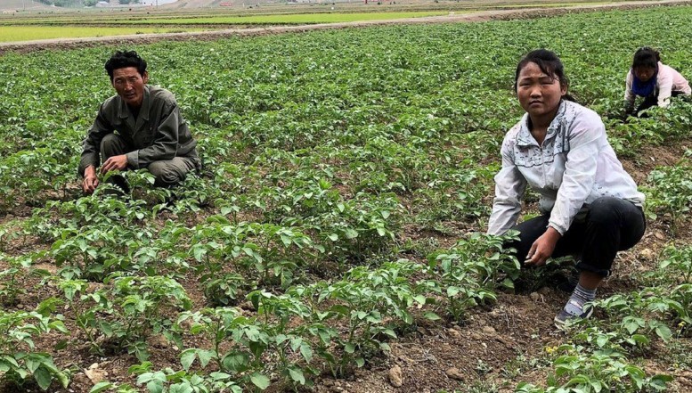 Foametea din Coreea de Nord a ajuns să afecteze grav și țăranii, care nu mai au putere să muncească pe câmp din pricina subnutriției