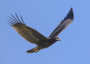 Nici vulturii nu mai au curaj să zboare pe deasupra Ucrainei. Maiestuoasele păsări de pradă și-au schimbat rutele de migrație pentru a evita războiul