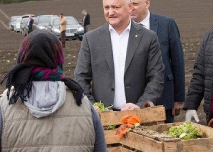 Rusofilul Dodon a luat-o pe arătură la propriu, cu tot cu securiști! A intrat cu un alai de mașini până în mijlocul unui câmp abia arat