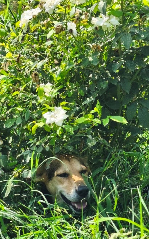 548017426_24252565794446493_454033859352880548_n