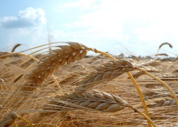 Turcia anunță că va cultiva grâu în altă țară, pentru a face față crizei mondiale de cereale. Cu cine s-au înțeles turcii