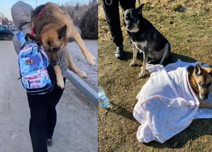 Cum să rămâi om chiar și în cele mai cumplite momente din viață. A cărat 17 kilometri, pe umeri, uriașul câine istovit al familiei. Și-a dus familia din Ucraina și s-a întors apoi să apere Kievul