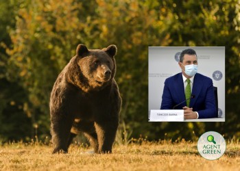 Mihai Goțiu despre ipocrizia lui Tanczos Barna în cazul uciderii ticăloase a ursului Arthur și despre rețelele care folosesc derogările pentru a atrage vânătorii de trofee