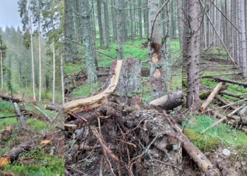 Starea deplorabilă în care se prezintă pădurea din Munții Apuseni. Diaspora Europeană îi invită pe români să participe pe 2 iunie la o acțiune civică în Poiana Horea din Județul Cluj