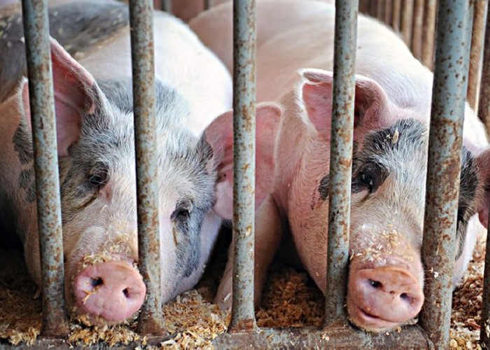 La inițiativa stângii ecologiste, CE e pe cale sa schimbe radical zootehnia europeană. Interzicerea creșterii animalelor în cuști ar putea închide multe ferme și va crește abrupt prețul cărnii în Europa
