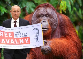 Oamenii lui Putin au măsluit alegerile la Zoo Novosibirsk, pentru ca Ursului ”Rusiei Unite” să nu-i ia fața Urangutanul Opoziției!