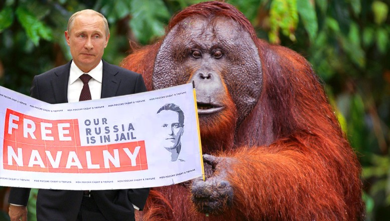 Oamenii lui Putin au măsluit alegerile la Zoo Novosibirsk, pentru ca Ursului ”Rusiei Unite” să nu-i ia fața Urangutanul Opoziției!